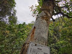 -海南热带雨林国家公园吊罗山景区