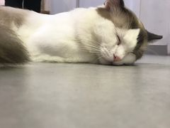 -Heymao猫咖.咖啡厅(东门店)