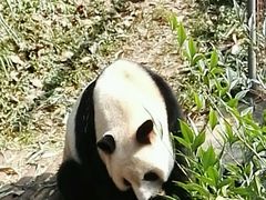 -成都大熊猫繁育研究基地