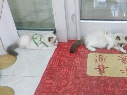 点击看大图 -甲骨文美甲美睫美容化妆