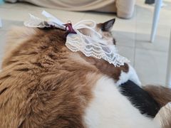 -怪兽屋·羊驼·猫咖·狗咖(俊华广场店)