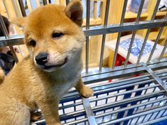 -柴源莊·柴小宠柴犬咖啡