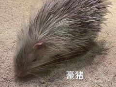 -zoonana室内动物园(东方福来德店)