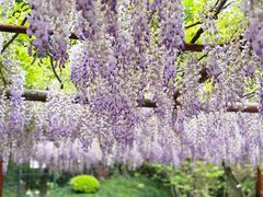 -嘉定紫藤园
