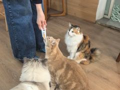 -是阿柴呀！柴犬咖啡·爱喵喵猫咖