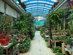 -武汉花鸟市场