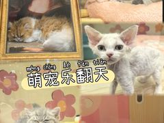 -momokira米努特·德文卷毛猫·棉花面纱犬