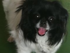 -北京观赏动物医院·24小时大型综合·猫专科·异宠专科