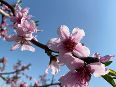 -南汇桃花村