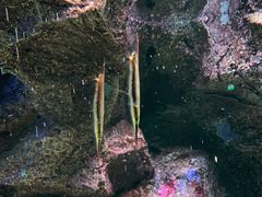 -暹罗海洋世界