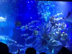 -江和美海洋公园