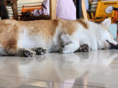 -平行世界·猫咖(首经贸店)
