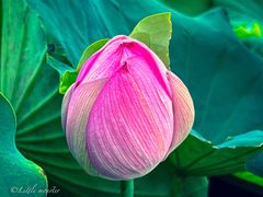 -陈家山荷花公园