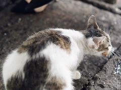-小河无名面馆