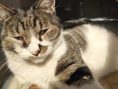 -圣宠动物医院·犬猫专科·影像中心·外科中心