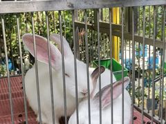 -百万葵园