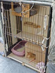 -东宫造型Eastern palace