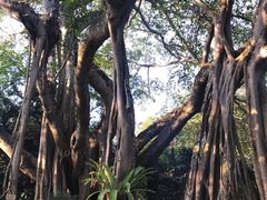 -瑞丽独树成林风景区