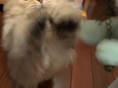 -momokira米努特·德文卷毛猫·棉花面纱犬
