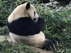 -都江堰中华大熊猫苑