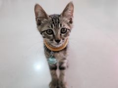 -阿一猪红汤(总店)