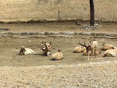 -北京野生动物园