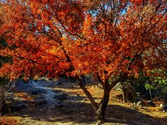 -北京鹫峰国家森林公园