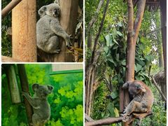 -广州长隆野生动物世界