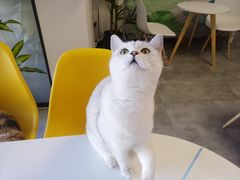 -团子家猫咪猫咖馆·柯基·柯尔鸭