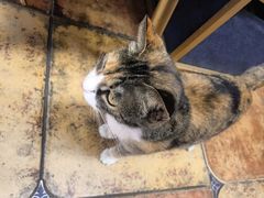 -Sirena海妖日咖夜酒