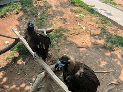 -西霞口神雕山野生动物世界