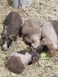 -酷嗒动物文化乐园(cutezoo西溪乐天城店)