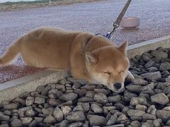 -佳怡动物医院·平价24小时·猫专科骨外科