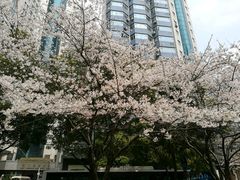 -玛格萝妮比萨屋(四平店)