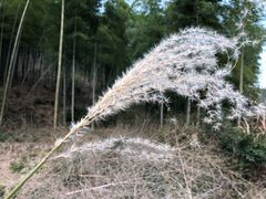 -四明山国家森林公园