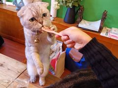 -李小姐の猫咖啡馆(五角场店)