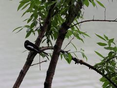 -重庆彩云湖湿地公园