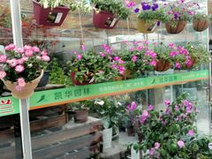 -龙大花卉苗木市场