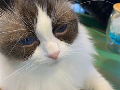 -喵喵咪呀布偶猫咖(春熙路店)