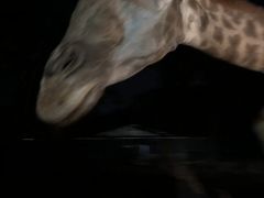 -清迈夜间动物园