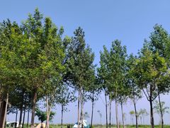 -东堤公园