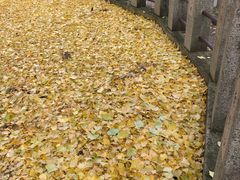 -医王山·飞騨国分寺