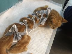 -美联众合宠物医院·爱萌分院·内外科·猫科中心