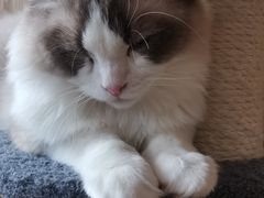 -猫腻·猫咖·撸猫馆(星光大道店)