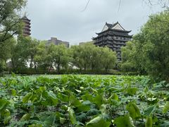 -长兴太湖图影湿地文化园