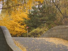 -长白岛森林公园