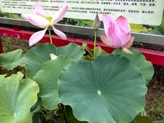 -莲花池公园