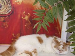 -共舞时光猫咖·狗咖(新街口店)