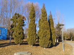 -莫子山公园