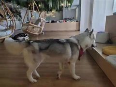 -Husky Go! 哈士奇体验馆·宠物咖啡厅狗咖